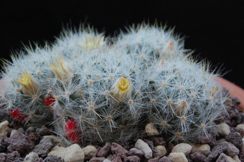 Mammillaria prolifera 11084-10