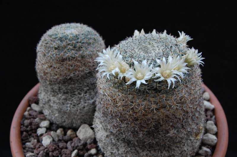 Mammillaria formosa 11102-10