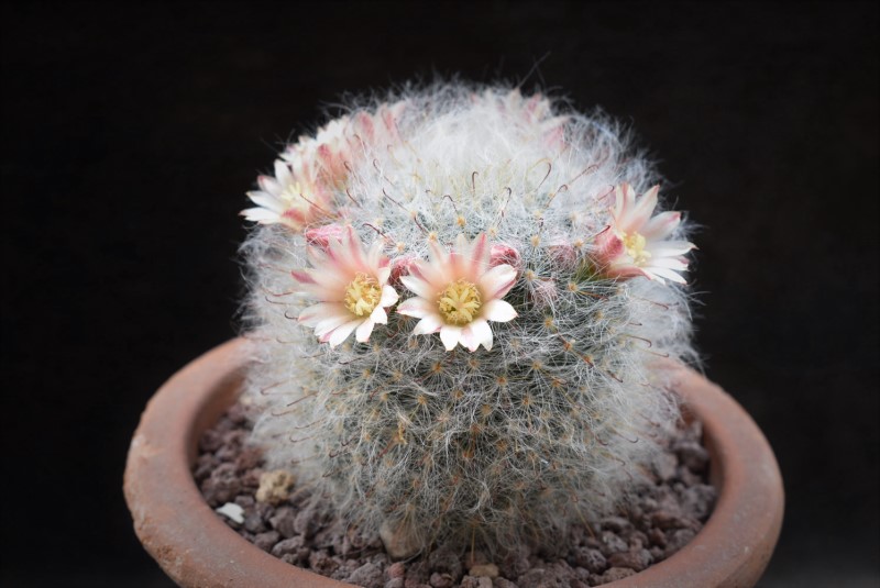 Mammillaria bocasana 11507-17