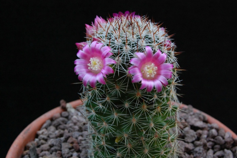 Mammillaria virginis 11669-11