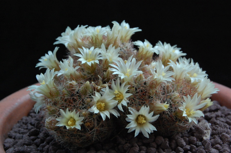 Mammillaria rischeri 11716-11