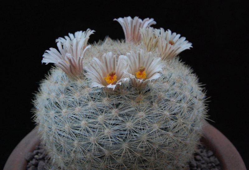 Mammillaria ortizrubiana 11717-10