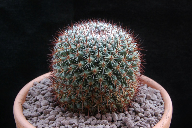 Mammillaria rhodantha 11722-10