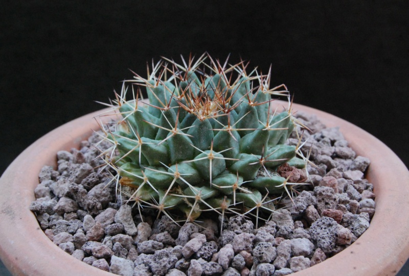 Mammillaria heyderi 11805-10