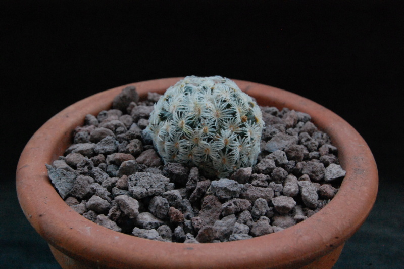 Mammillaria nana 11850-10