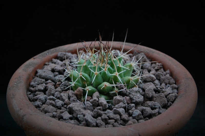 Mammillaria seitziana 11856-10