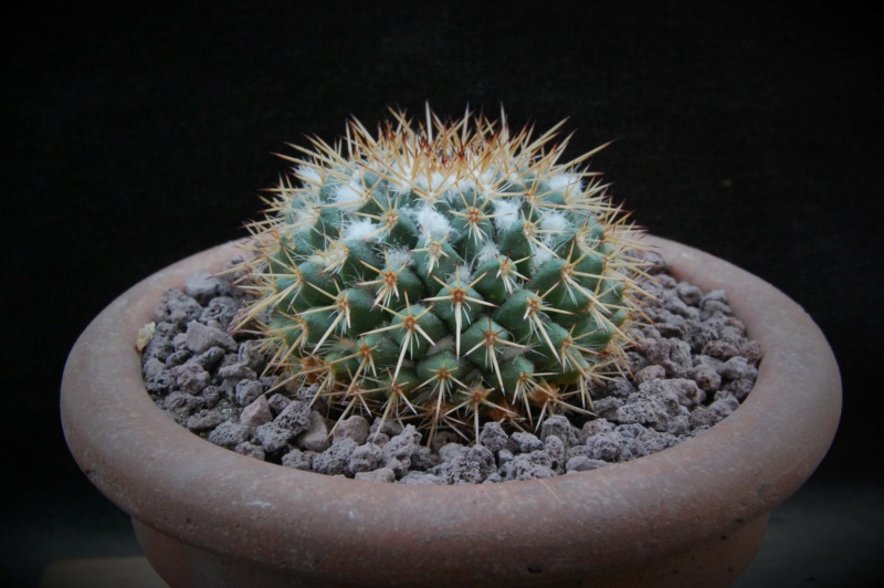 Mammillaria esseriana 11932-10