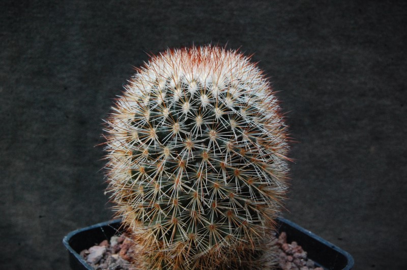 Mammillaria spinosissima 12044-11