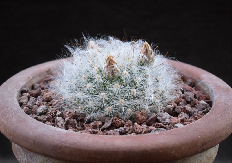 Mammillaria guelzowiana 12105-10