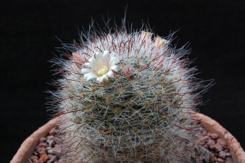 Mammillaria hirsuta 12146-10