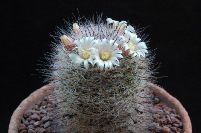 Mammillaria hirsuta 12146-11