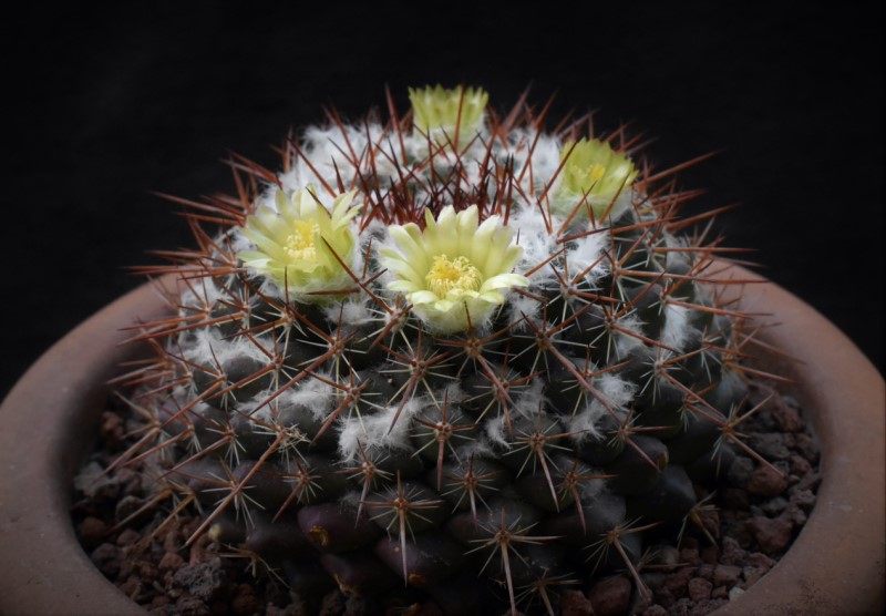 Mammillaria maycobensis ROG 738 12171-14