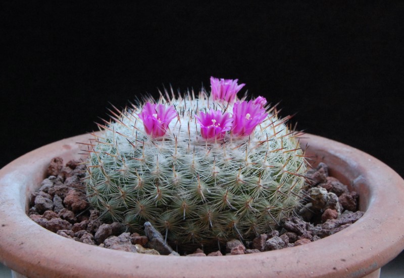 Mammillaria albata 12213-10