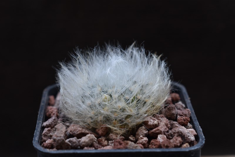Mammillaria albicoma 12220-10