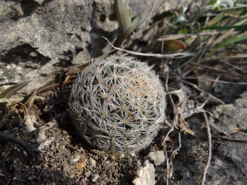 Mammillaria rischeri 2012-015