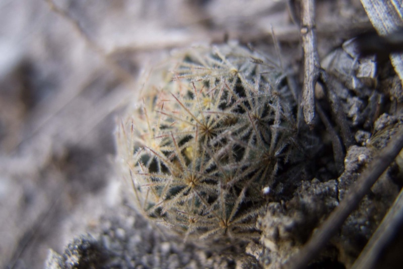 Mammillaria rischeri 2012-016