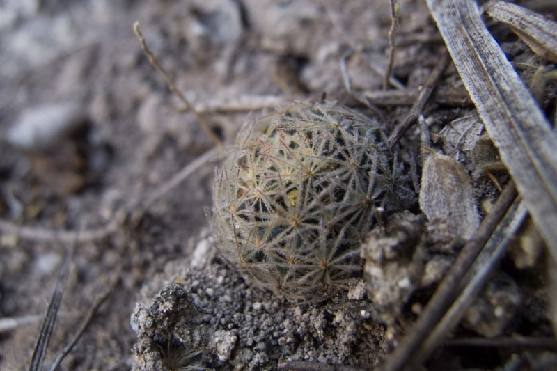 Mammillaria rischeri 2012-017