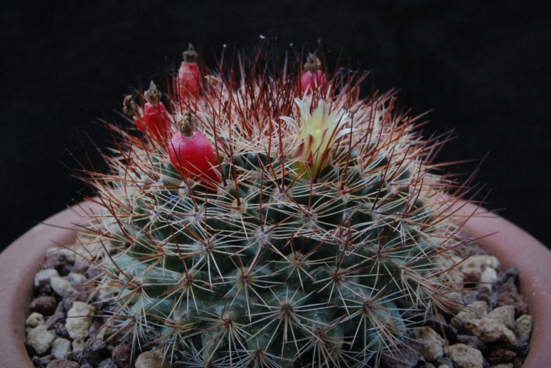 Mammillaria petrophila 2402-212