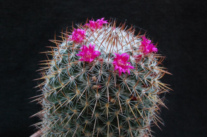 Mammillaria rhodantha 2409-210