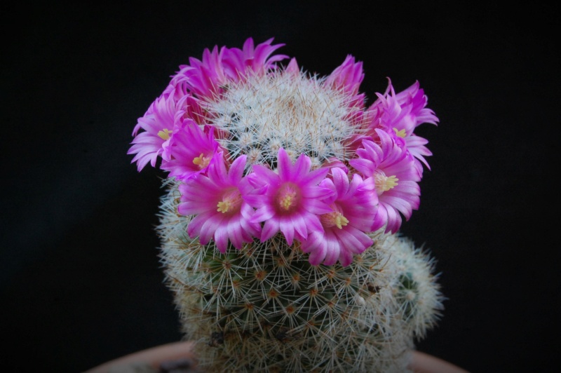 Mammillaria spinosissima 2533-211