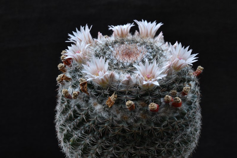 Mammillaria arroyensis       2544-214