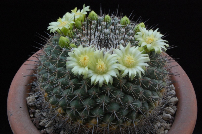 Mammillaria lindsayi 2725-210