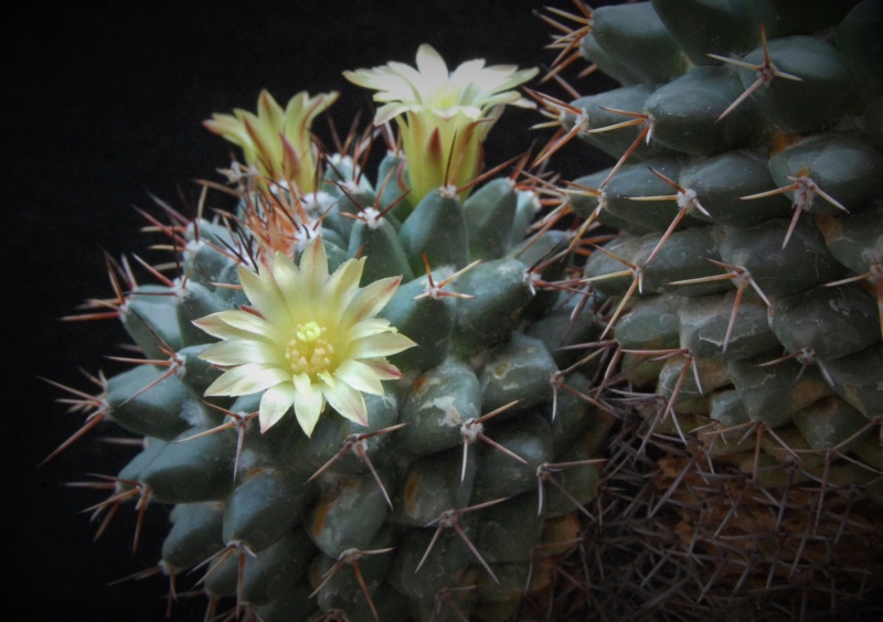 Mammillaria crassimammillis 2754-211