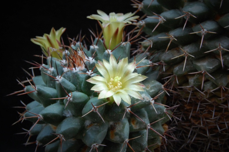 Mammillaria crassimammillis 2754-212