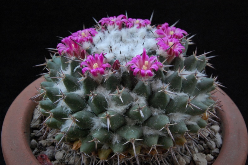 Mammillaria priessnitzii 3001-210