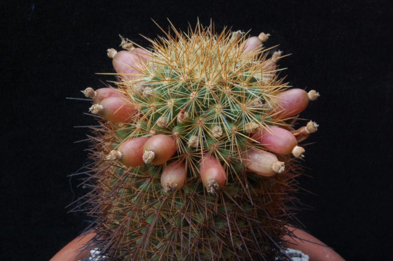 Mammillaria rekoi 3054-212