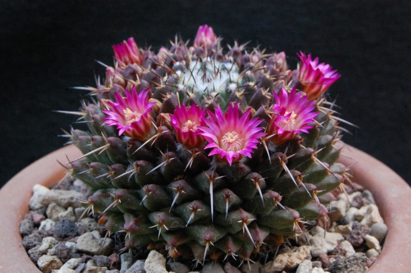 Mammillaria abracelaya      3119-210