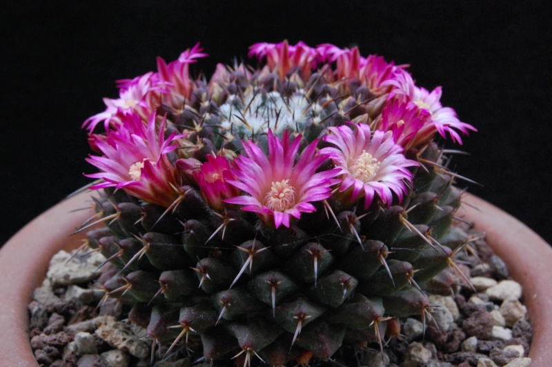 Mammillaria abracelaya      3119-211