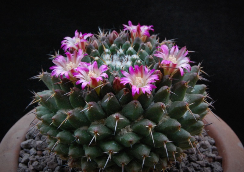 Mammillaria abracelaya      3119-213