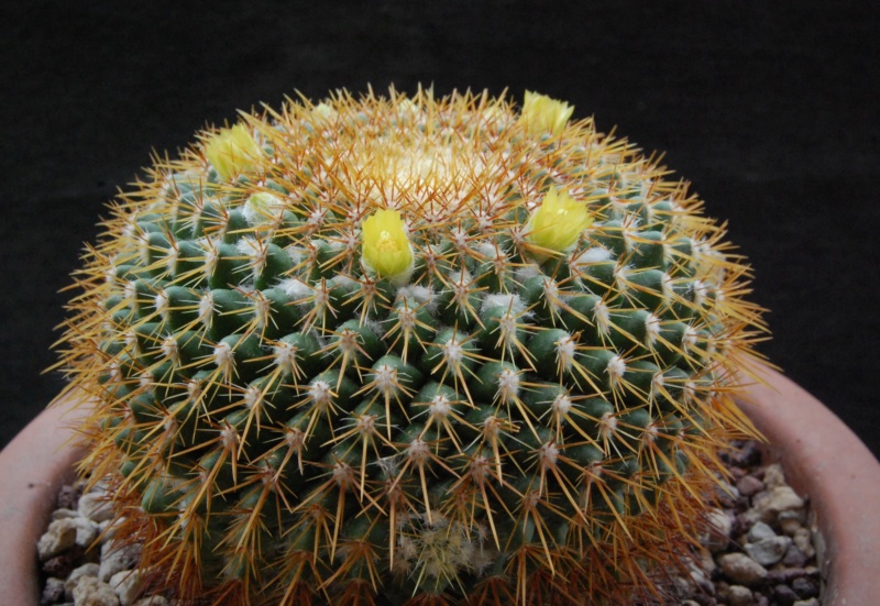 Mammillaria canelensis 3137-210