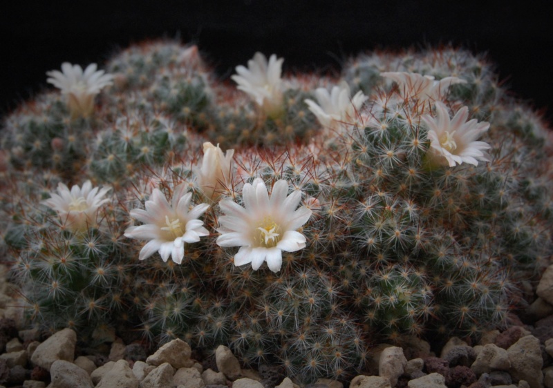 Mammillaria multiceps 3190-210