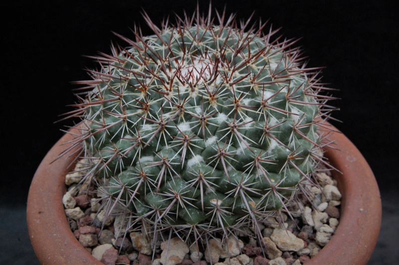 Mammillaria maycobensis 3196-210