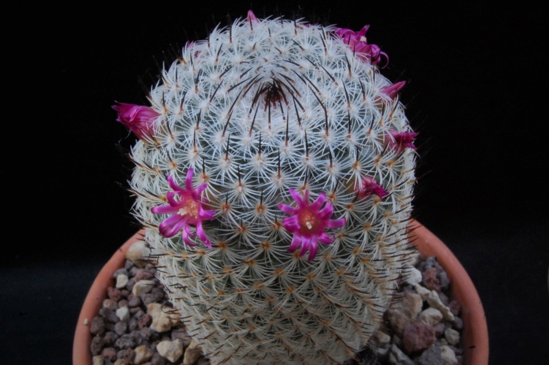 Mammillaria elegans 3223-210