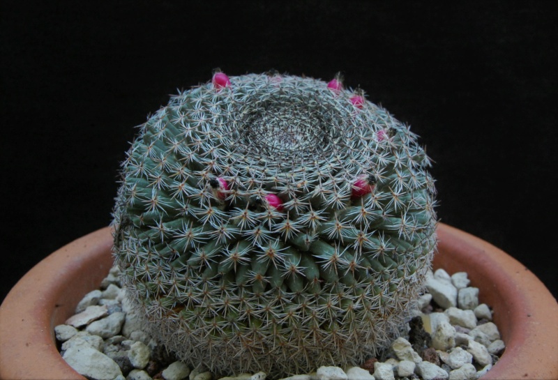 Mammillaria formosa 3277-211