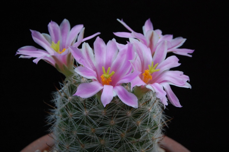 Mammillaria boolii 3286-210