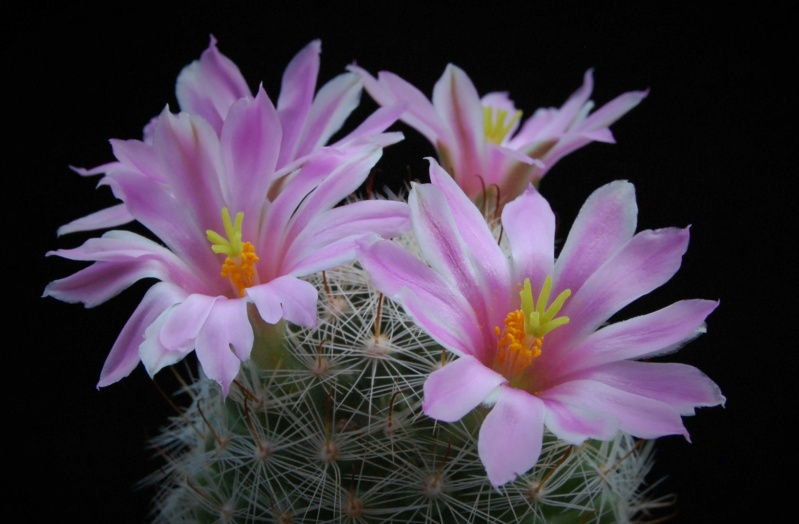 Mammillaria boolii 3286-211