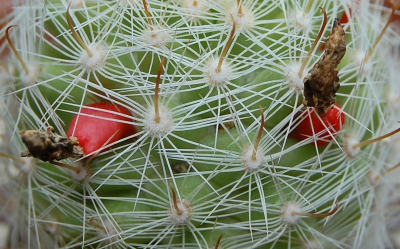 Mammillaria boolii 3286-212