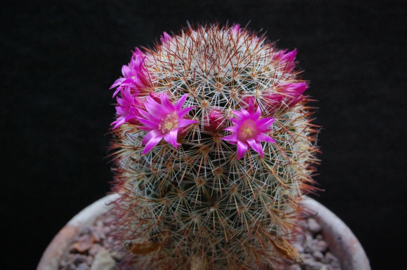 Mammillaria duoformis 3289-210