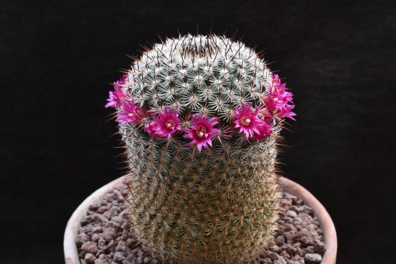 Mammillaria dealbata 3365-212