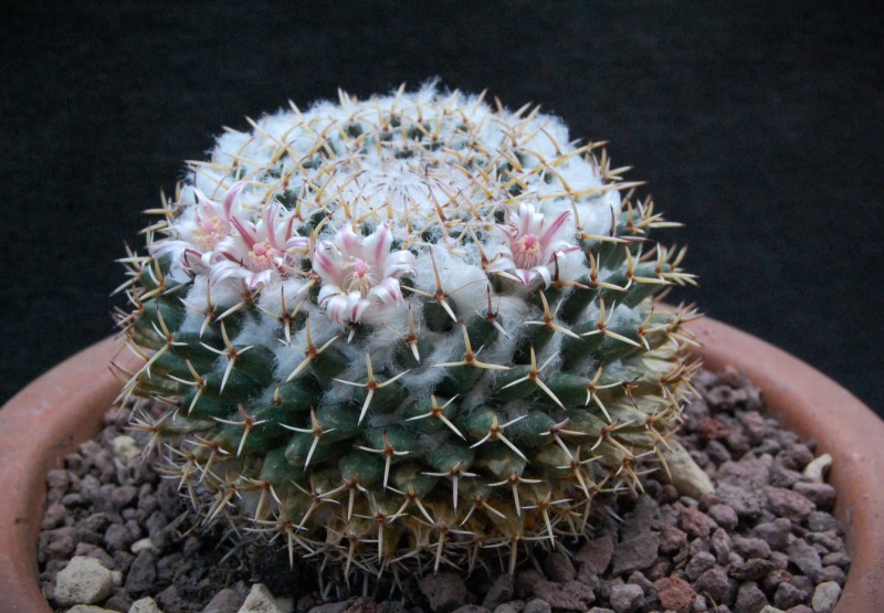 Mammillaria eumorpha 3426-211