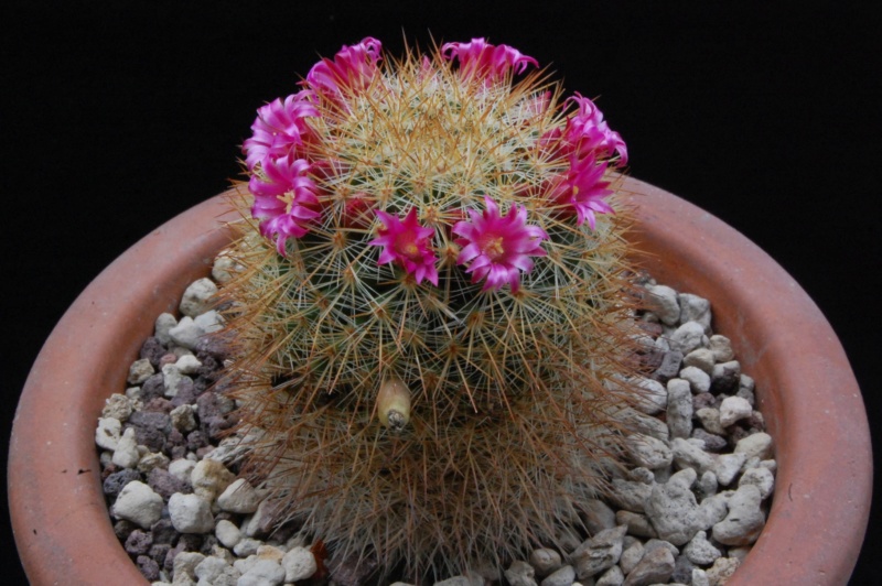 Mammillaria kladiwae 3460-210