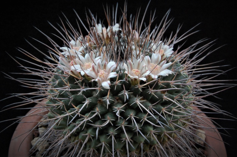 Mammillaria hamiltonhoytea 3474-210