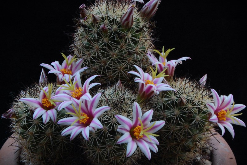 Mammillaria blossfeldiana 3498-212