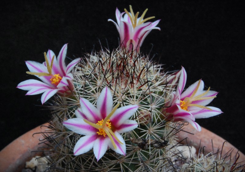 Mammillaria blossfeldiana 3498-214