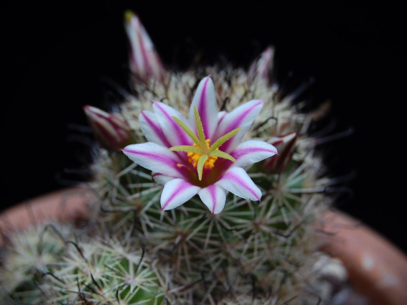 Mammillaria blossfeldiana 3498-215