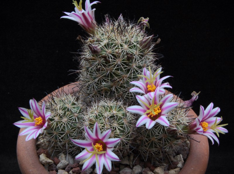 Mammillaria blossfeldiana 3498-216